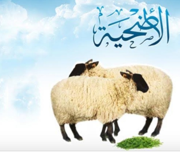 الشيخ محمود عتلم يبين أحكام أضحية العيد